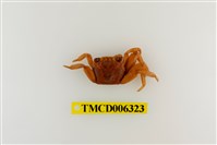 藏品(白紋方蟹)的圖片